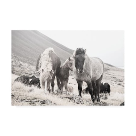 Laura Marshall 'Horses Of Hofn I BW' Canvas Art,30x47
